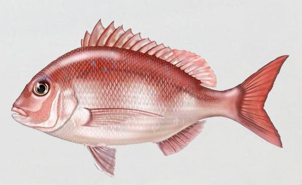 A Pink Fish