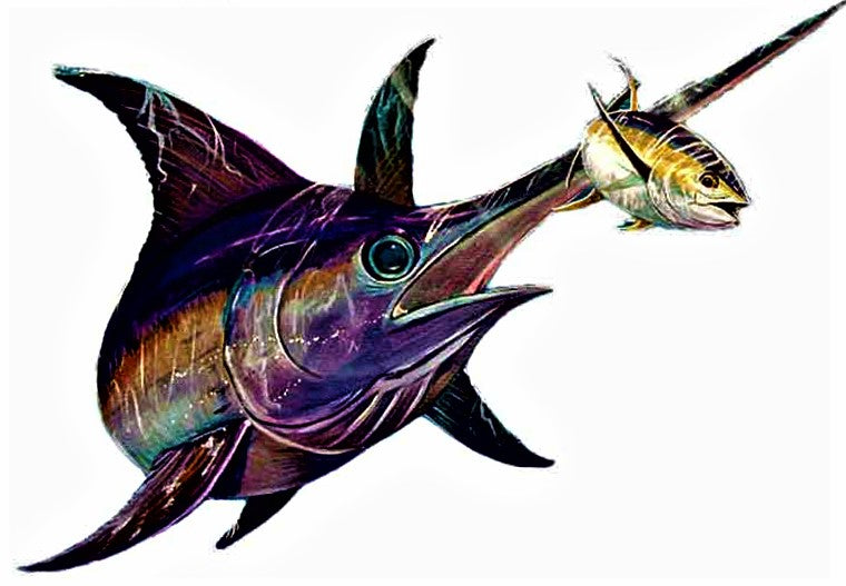 Marlin Chasing Tuna